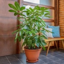 MACETERO RED RAFIA 35CM TERRAC